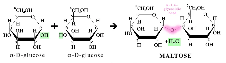 Condensation reaction